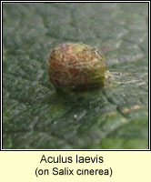 Aculus laevis