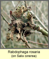 Rabdophaga rosaria