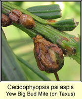 Cecidophyopsis psilaspis