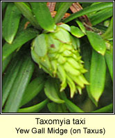 Taxomyia taxi