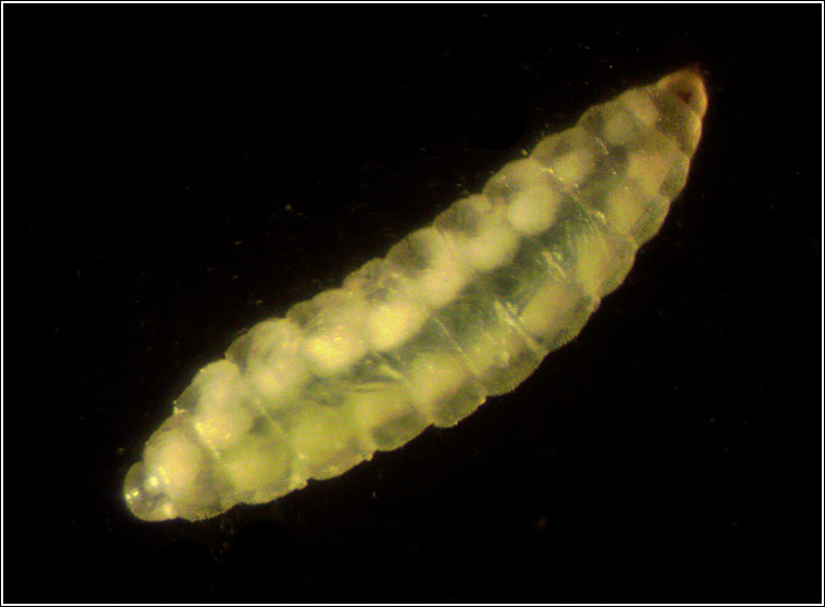 Dasineura tiliae, larva