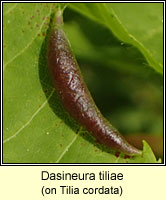 Dasineura tiliae