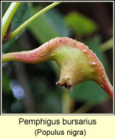 Pemphigus bursarius