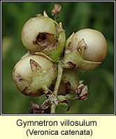 Gymnetron villosulum