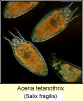 Aceria tetanothrix