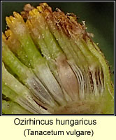 Ozirhincus hungaricus Q
