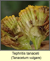 Tephritis tanaceti