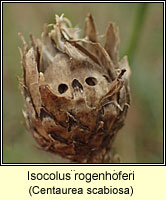 Isocolus rogenhoferi
