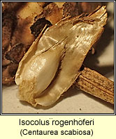 Isocolus rogenhoferi