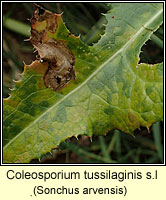 Coleosporium tussilaginis sens lat