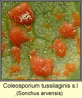Coleosporium tussilaginis sens lat