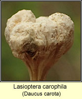 Lasioptera carophila