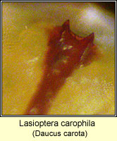 Lasioptera carophila
