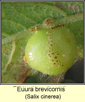 Euura brevicornis