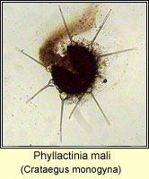 Phyllactinia mali