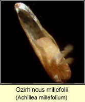 Ozirhincus millefolii