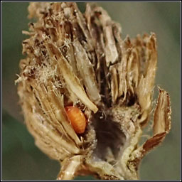 Rhopalomyia palearum