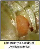 Rhopalomyia palearum