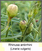 Rhinusa antirrhini