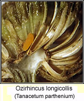 Ozirhincus longicollis