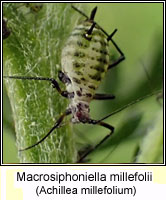 Macrosiphoniella millefolii, Yarrow aphid