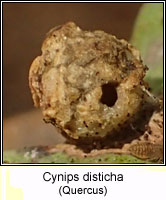 Cynips disticha