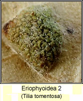 Eriophyoidea 2