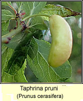 Taphrina pruni, Pocket Plum