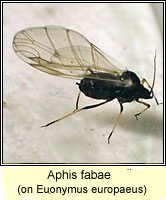 Aphis fabae, Black bean aphid