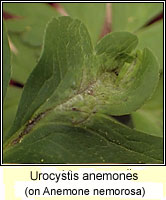 Urocystis anemones, Anemone smut