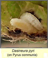 Dasineura pyri, Pear leaf midge
