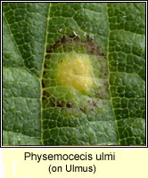 Physemocecis ulmi