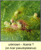 Aceria (unknown causer)