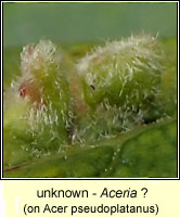 Aceria (unknown causer)