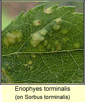 Eriophyes torminalis
