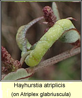 Hayhurstia atriplicis