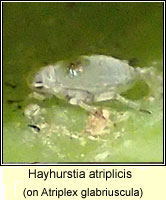 Hayhurstia atriplicis