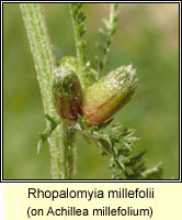 Rhopalomyia millefolii