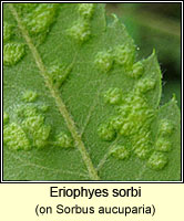 Eriophyes sorbi