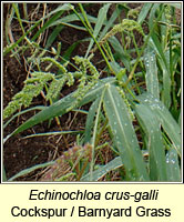 Echinochloa crus-galli, Cockspur