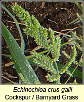 Echinochloa crus-galli, Cockspur