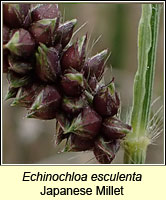 Echinochloa esculenta, Japanese Millet