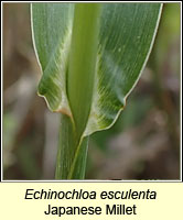 Echinochloa esculenta, Japanese Millet