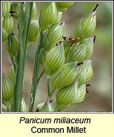 Panicum miliaceum, Common Millet