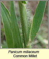 Panicum miliaceum, Common Millet