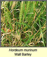 Hordeum murinum, Wall Barley