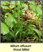 Milium effusum, Wood Millet