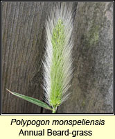 Polypogon monspeliensis, Annual Beard-grass