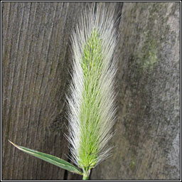 Annual Beard-grass, Polypogon monspeliensis