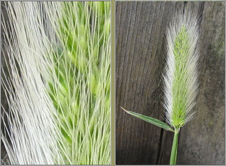Annual Beard-grass, Polypogon monspeliensis